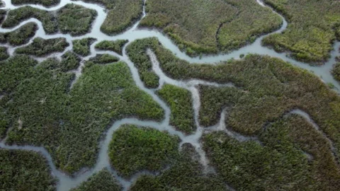 Aerial high angle view of coastal salt marsh Stock Footage 193600780