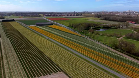 Aerial high-angle view of colorful geometric tulip fields in the Netherland. 스톡 동영상 333077304