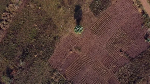 Aerial high angle view of dry farmland in Northern Uganda, Africa. Stock Footage 301098196