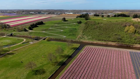 Aerial high-angle view of a Dutch landscape featuring rows of pink and purple Video stock 335792449