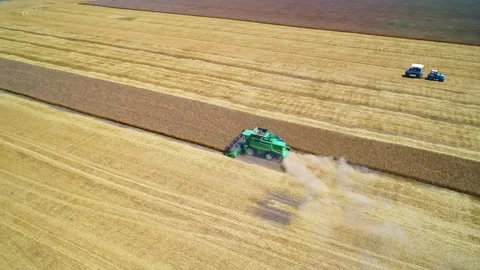 Aerial high angle view of farm machine harvesting ripe crops in the golden field Stock Footage 242345439