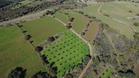 Aerial high angle view of farmland olive groves and rural roads Video stock 337458149