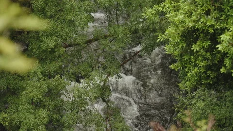 Aerial, high-angle view looking down through lush, dense green tree branches at 動画素材 344206732
