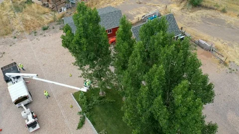 Aerial-High angle view-Tree trimmer pruning tree limbs from power lines Video stock 114088180