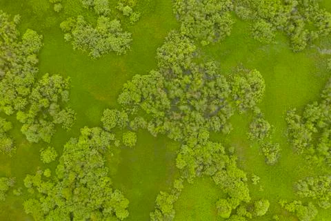 Aerial high angle view of  trees in green field Foto stock