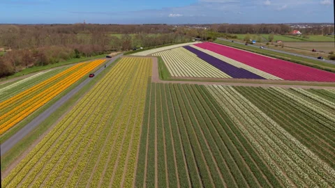 Aerial high-angle view of vast, patterned Dutch flower fields with colorful Video stock 335791762