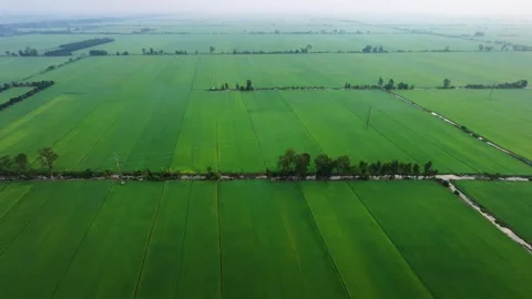Aerial High Angle View of Vast Green Rice Fields in Early Morning Mist Vídeos de archivo 344793596
