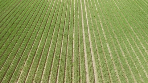 Aerial high level forward fly clip over an onion crop field Stock Footage 205334305