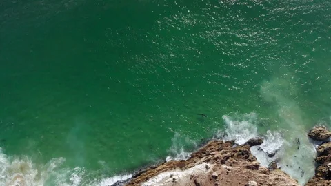 Aerial high level top down view of great white shark interacting with Stock Footage 111428400