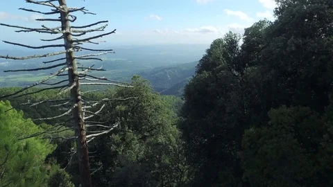 Aerial high pine trees forest in Corsica 2016 Stock Footage 82430413