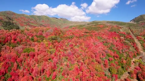 Aerial high shot of a beautiful autumn colors in a forest Stock Footage
