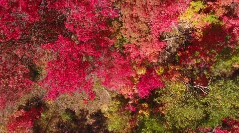 Aerial high shot of beautiful autumn colors in a forest Stock Footage