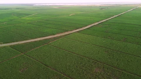 Aerial high view of road between green agricultural fields sown for the crop at Stock Footage 258281062
