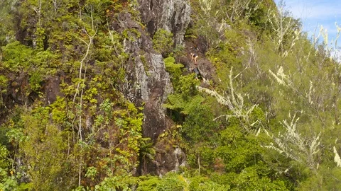 Aerial of hill with trees and cloudy blue sky, Rarotonga, Cook Islands Stock Footage 137967865
