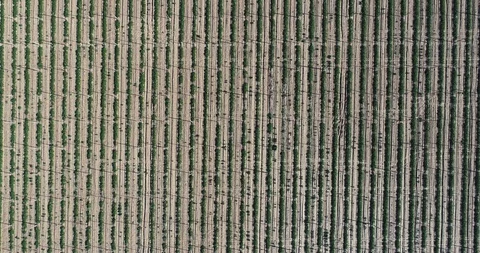 Aerial of a Hop Field in Spring Stock Footage