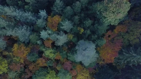 Aerial horizontal flight over autumn forest. Fall landscape with red, yellow and Stock Footage 148111930