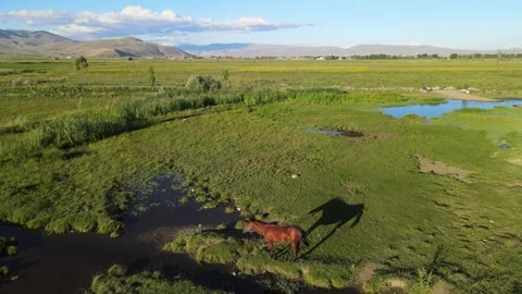Aerial horse meadows Stock Footage 240742630