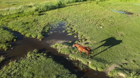Aerial horse meadows Stock Footage 240742857