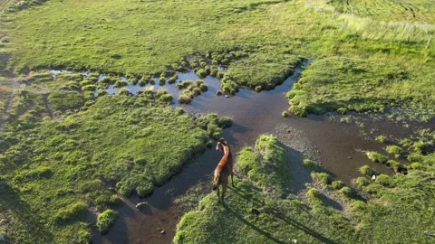 Aerial horse meadows Stock Footage 240742895