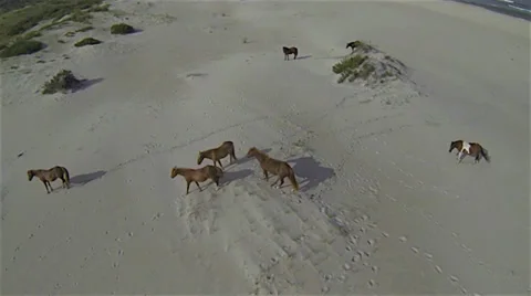 Aerial - horses on beach Stock-Footage 34261705