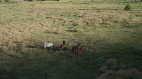 Aerial Horses Running Away Stock Footage
