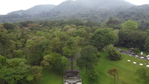 Aerial hover above tropical tree canopy Stock Footage 329319398
