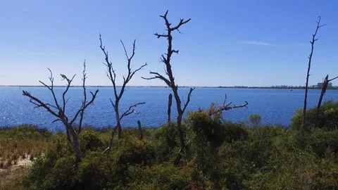 Aerial hover of dead trees with bushes beside large lake Stock Footage 160808085