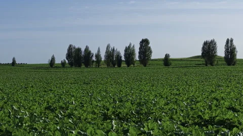 Aerial Hover Over Serene Farmland Crops and Trees Horizon 4K HLG Stock Footage 344011953