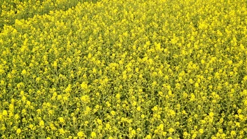 Aerial Hover Shot Over Blossoming Canola Fields 스톡 동영상 112672495