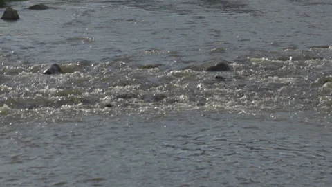 Aerial Hovering Above Whitewater Rapids Flowing Over River Rocks Stock Footage 343428528