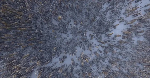 Aerial of huge forest of coniferous trees in a snowy region Stock Footage 79790833