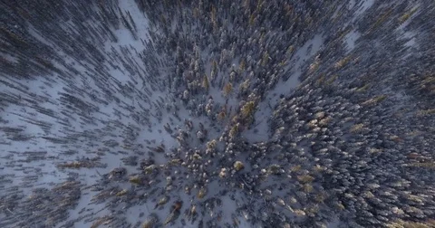 Aerial of huge forest of coniferous trees in a snowy region Stock Footage 79791372