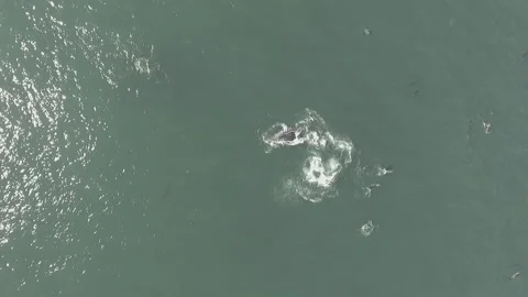 Aerial of Humpback whale surrounded by common dolphins Stock Footage 164980536