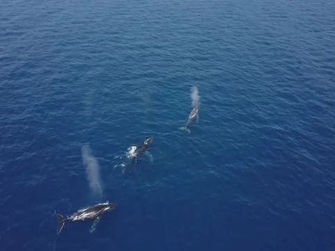 Aerial Humpback Whales Stock Footage