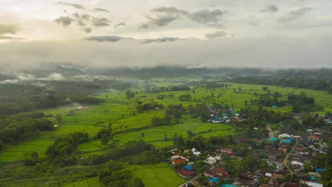 Aerial Hyper lapse Time lapse of agriculture in paddy rice fields  Stock Footage 151336138