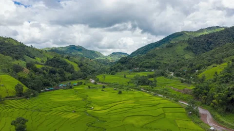Aerial Hyper lapse Time lapse of agriculture in paddy rice fields  Stock Footage 151336143