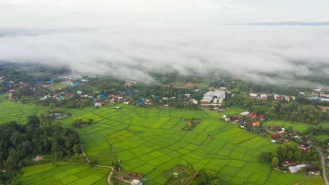 Aerial Hyper lapse Time lapse of agriculture in paddy rice fields  Stock Footage 151336298