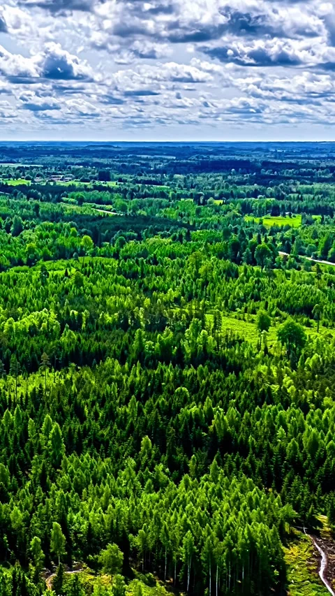 Aerial Hyperlapse Flight Over Vast Green Forest and Lake Stock Footage 345118044