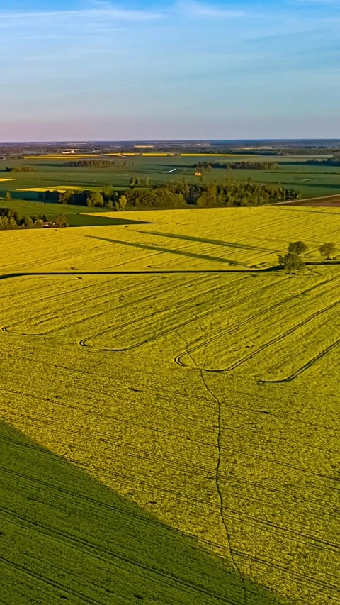 Aerial Hyperlapse Over Blooming Canola Rapeseed Fields Jelgava Latvia Spring 스톡 동영상 337649159