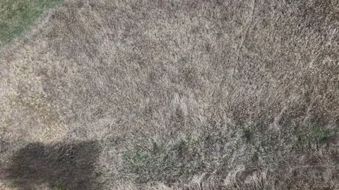 This aerial image captures a dense field of dry, sun-bleached grass, offering 库存影片 334064266