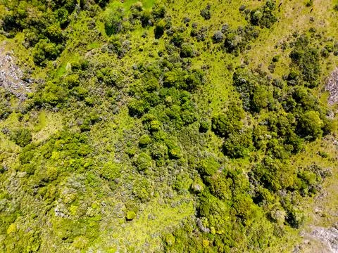 Aerial image looking down on a field with bushes and trees. Ideal to repres.. Stock Photos