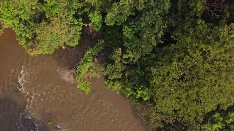 Aerial image of the river surrounded by trees Stock Footage 239269456
