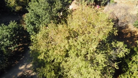 Aerial image of trees in a Summer camp mid October Stock Footage 121609668