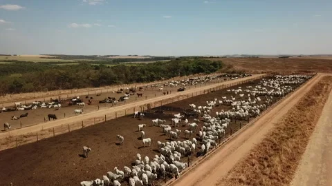 Aerial imagem over a cattle confinement in Mato Grosso Brazil Stock Footage 247026557