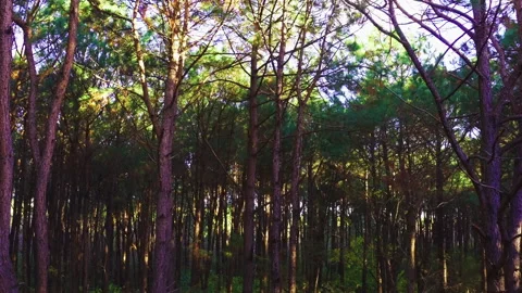 Aerial inside forest trees drone height 40 meters 90 degree Stock Footage 247527537