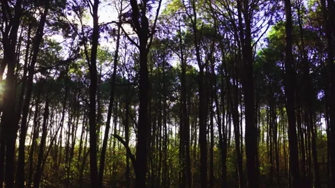 Aerial inside forest trees drone height 30 meters 90 degree Stock Footage 247527583