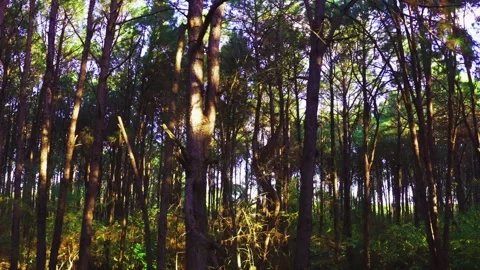 Aerial inside forest trees drone height 40 meters 90 degree Stock Footage 247527680