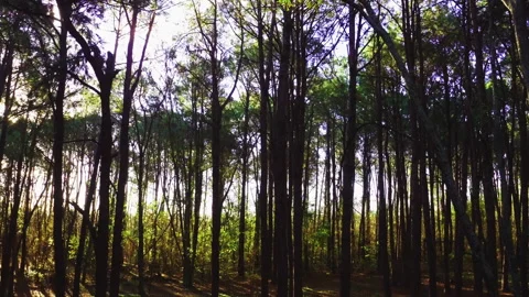 Aerial inside forest trees drone height 25 meters 90 degree Stock Footage 247528397