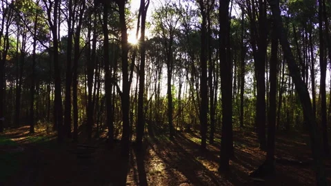 Aerial inside forest trees drone height 20 meters 90 degree Stock Footage 247528415