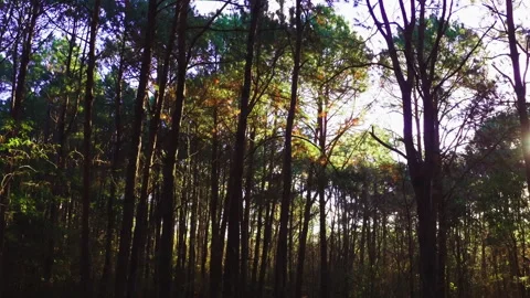 Aerial inside forest trees drone height 25 meters 90 degree Stock Footage 247529814